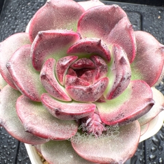 Real & Unique | Echeveria 'Purple Butterfly'