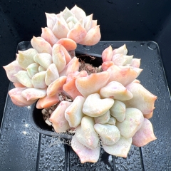 Real & Unique | Echeveria choux cream / cream puff