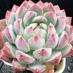 Real & Unique | Echeveria 'Cold Frost'