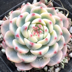 Real & Unique | Echeveria minima variegata (small size)