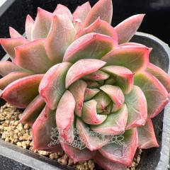 Real & Unique | Echeveria 'Butterfly Wing'