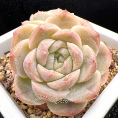 Real & Unique | Echeveria 'Ice Cheese' (Echeveria 'Ice green' sp)