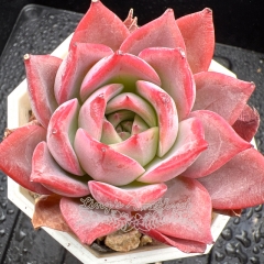 Real & Unique | Echeveria 'Blush'