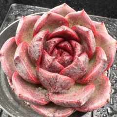 Real & Unique | Echeveria 'Frisch'