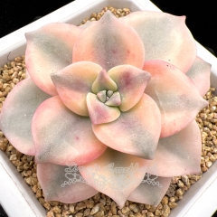 Real & Unique | Graptopetalum 'Purple Delight' variegata