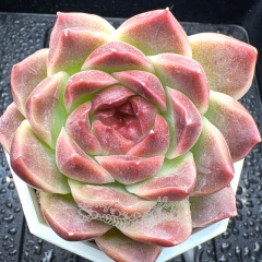 Real & Unique | Echeveria 'Crimson Peony'