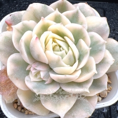 Real & Unique | Echeveria Onslow variegata