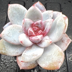 Real & Unique | Echeveria Monroe sp ( 'Snow angel' )