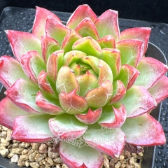 Real & Unique | Echeveria 'Crown Princess'