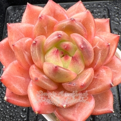 Real & Unique | Echeveria 'Orange Champagne'