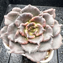 Real & Unique | Echeveria Black Madiba