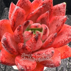 Real & Unique | Echeveria 'Red Shadow'