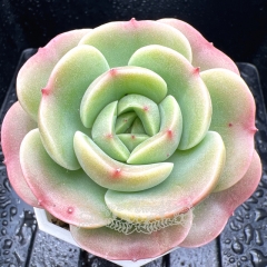 Real & Unique | Echeveria 'Peach Fairy' (Echeveria Peach Pride sp)