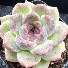 Real & Unique | Echeveria 'Purple mist'