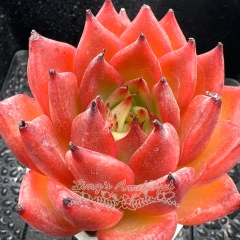 Real & Unique | Echeveria 'Red Shadow'