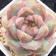 Real & Unique | Echeveria 'Pink Nebula' (small size)