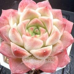 Real & Unique | Echeveria 'Honey Peach'