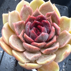 Real & Unique | Echeveria 'Mulberry jam'