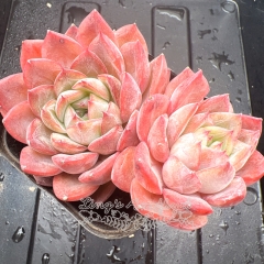 Real & Unique | Echeveria 'Shadow Rose'