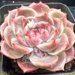 Real & Unique | Echeveria 'Pink Diamond'