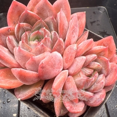 Real & Unique | Echeveria 'Shadow Rose'