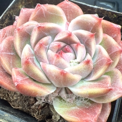 Real & Unique | Echeveria 'Pink Diamond'