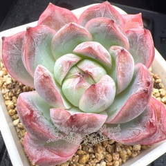 Real & Unique | Echeveria 'Snow shadow'