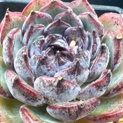 Real & Unique | Echeveria 'Blue enchantress'