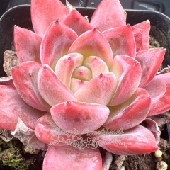 Real & Unique | Echeveria 'Hearts'