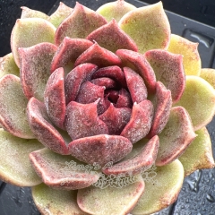 Real & Unique | Echeveria 'Mulberry jam'