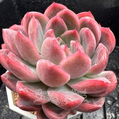 Real & Unique | Echeveria 'Magic Lotus'