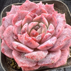 Real & Unique | Echeveria 'Diamond Rose'