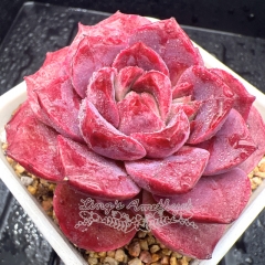 Real & Unique | Echeveria 'Cherry Moon'