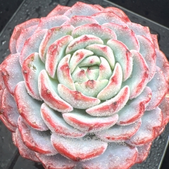 Real & Unique | Echeveria 'Snow Hibiscus'