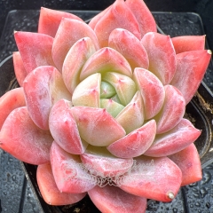 Real & Unique | Echeveria 'Hearts'