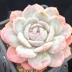 Real & Unique | Echeveria 'White Peach Oolong'