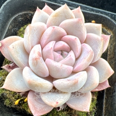 Real & Unique | Echeveria 'Jade Hare'