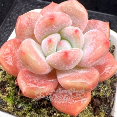 Real & Unique | Echeveria 'Snow Orange'