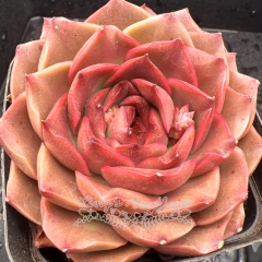 Real & Unique | Echeveria 'Crimson Rose'