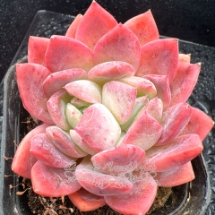 Real & Unique | Echeveria 'Hearts'