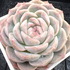 Real & Unique | Echeveria 'Pure jade'