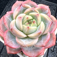 Real & Unique | Echeveria 'Apple Champagne'