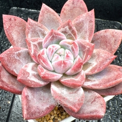 Real & Unique | Echeveria 'Pink Glacier'