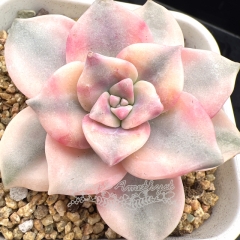 Real & Unique | Graptopetalum 'Purple Delight' variegata