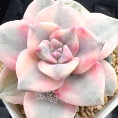 Real & Unique | Graptopetalum 'Purple Delight' variegata