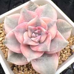 Real & Unique | Graptopetalum 'Purple Delight' variegata