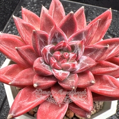 Real & Unique | Echeveria 'Red Lotus'