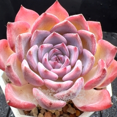 Real & Unique | Echeveria 'Istria'