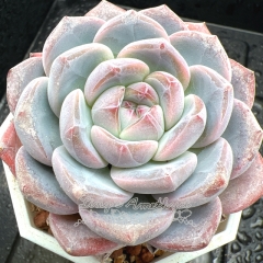 Real & Unique | Echeveria elegans 'Albicans' × Echeveria Monroe