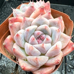 Real & Unique | Echeveria 'Shih Tzu'/ 'Like a dream'